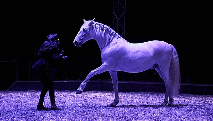 formation adapter son approche professionnelle avec le cheval artiste